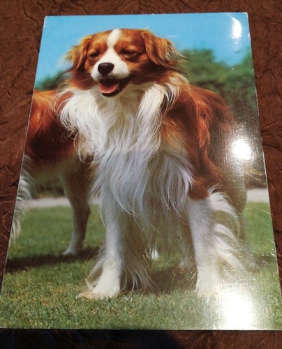 Carte postale moderne chien - carte,