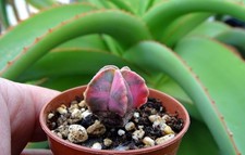 ASTROPHYTUM MYRIOSTIGMA