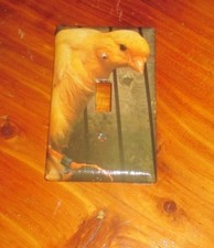 CLASSIC SCOTCH FANCY CANARY