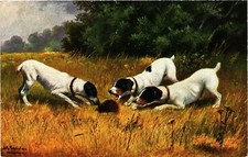 CPA AK Jack Russel terrier