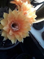 Cactus, plantes grasses : echinopsis "Samantha Smith", diamètre 3,5/4 cm