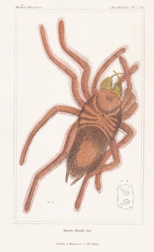 Mygale blondii araignées - mygale,