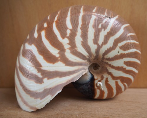 Coquillage nautile seashelle - coquillage,
