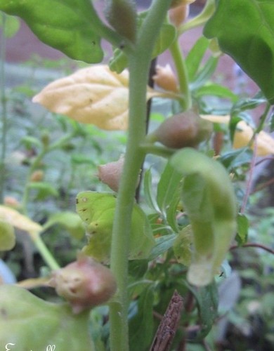 Tetragone cornue - ♫,