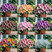 Fleur de caladium nain, plante à oreilles d'éléphant, 500 graines MIX variété