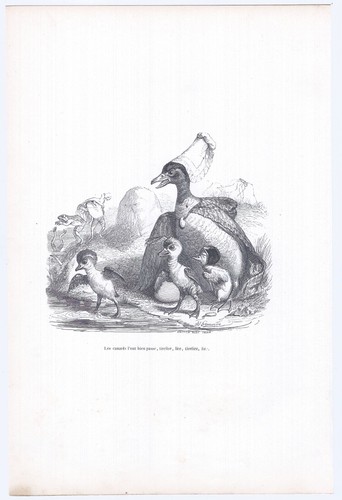 Animaux savants granville - animaux,
