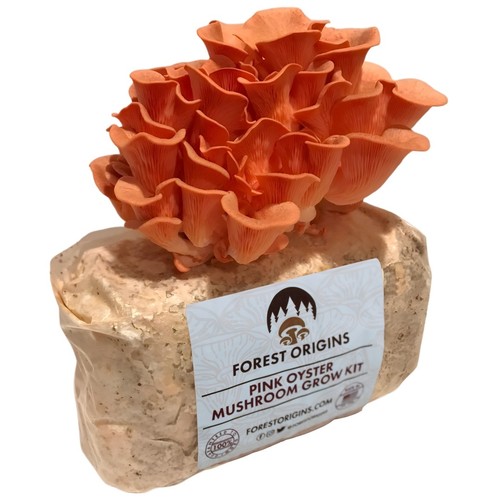 Pink oyster mushroom - mushroom, grow