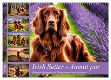 Setter irlandais - La grâce