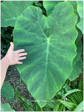 Colocasia Mammoth ° Très
