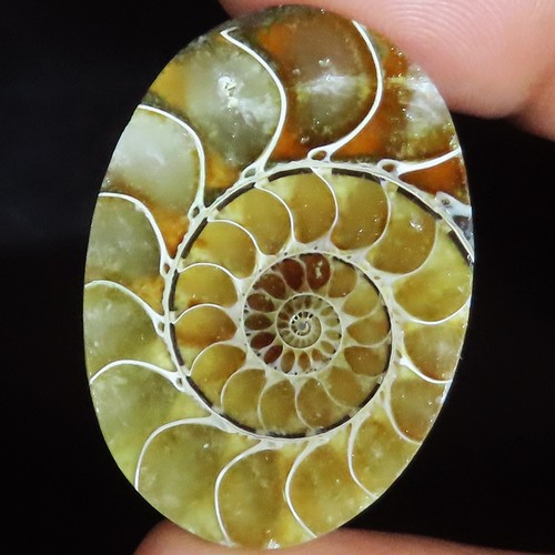 100 naturel ammonite fossil - naturel,