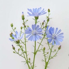 250 Graines de Chicorée