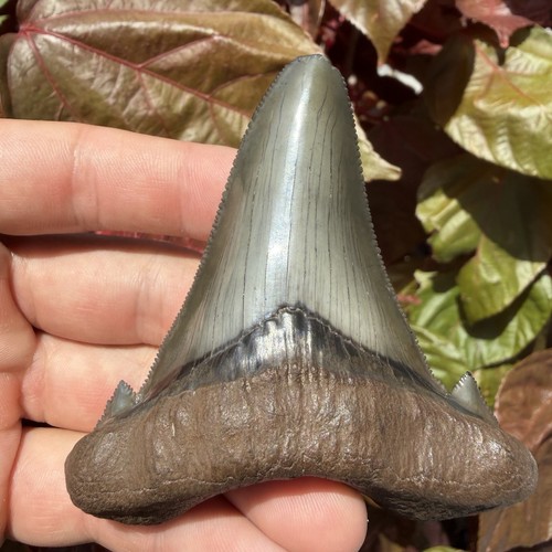 Auriculatus shark - auriculatus,