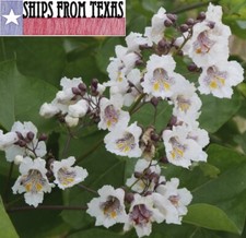 CATALPA BIGNONIOIDES,SOUTHERN CATALPA,CIGAR TREE, INDIAN BEAN TREE, 25 SDS