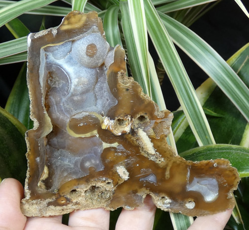 Corail agatisé agate tampa - agate,