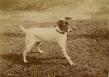 Un Jack Russell Vintage