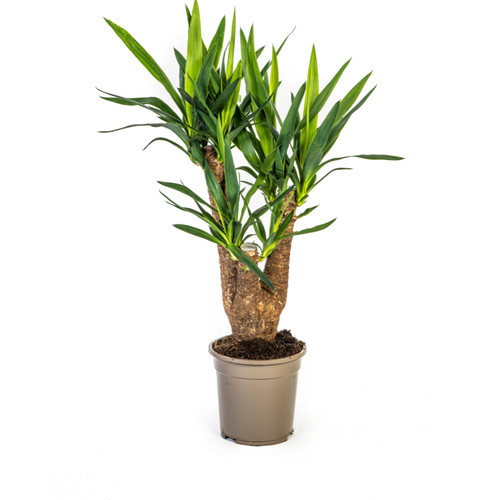 Palmier géant yucca - palmier,
