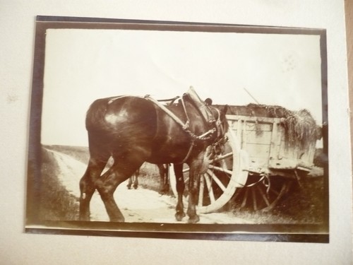 Photo 1890 cheval - 1890,