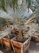 Brahea Armata rare blue palm seedling