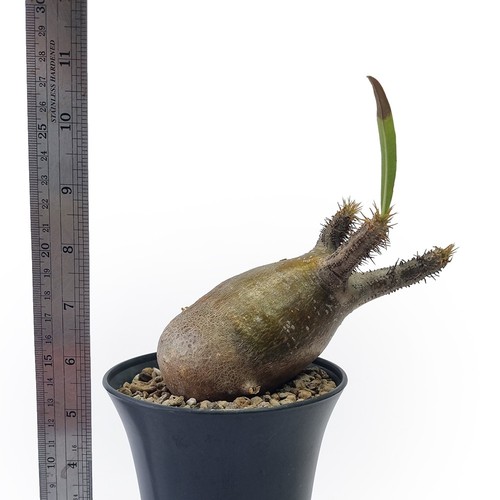 Pachypodium gracilius for sale