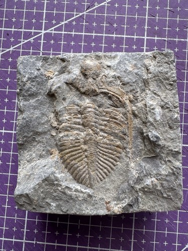 Fossile authentique trilobite - fossile,