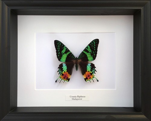 Véritable papillon urania - papillon,