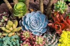 🔥 Lot 100 Plantes Grasses /