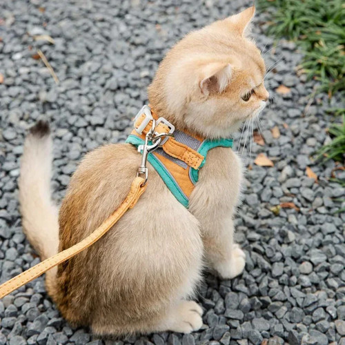 Harnais laisse chat chien - harnais,