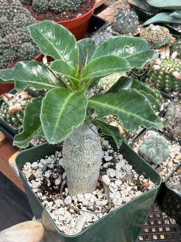 Pachypodium saundersii - pachypodium,