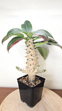 Pachypodium baronii