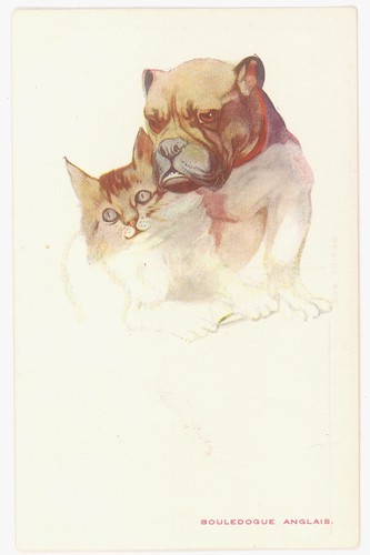 Cpa bouledogue anglais chat - anglais, et