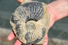 grande ammonite Amaltheuse