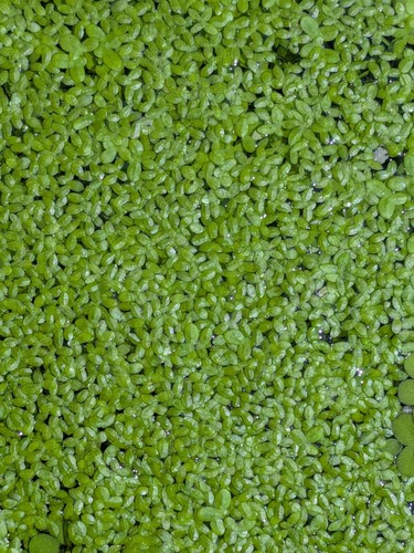 Mini lemna plante flottante - mini,