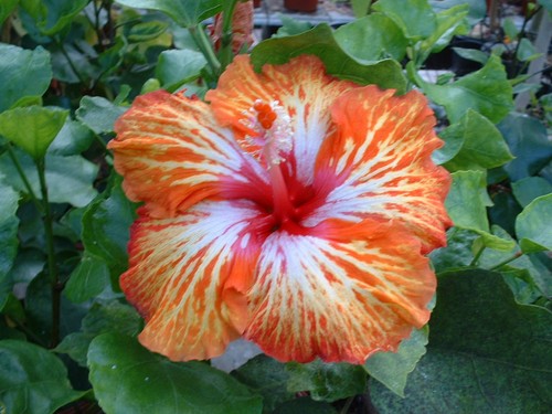 Hibiscus lady cilento - hibiscus,