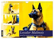 Loyal malinois. Berger belge