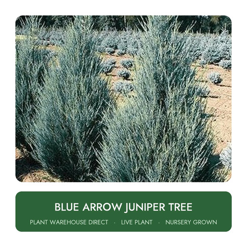 Blue arrow juniper tree live - arrow,