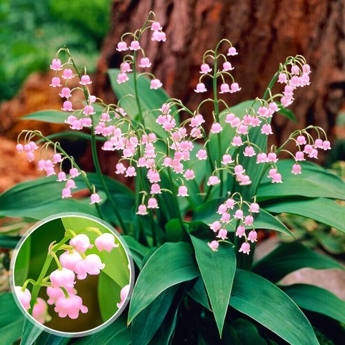 Racine muguet convallaria - racine, (convallaria