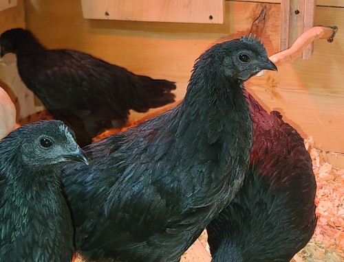 Ayam cemani hatching eggs - hatching, (