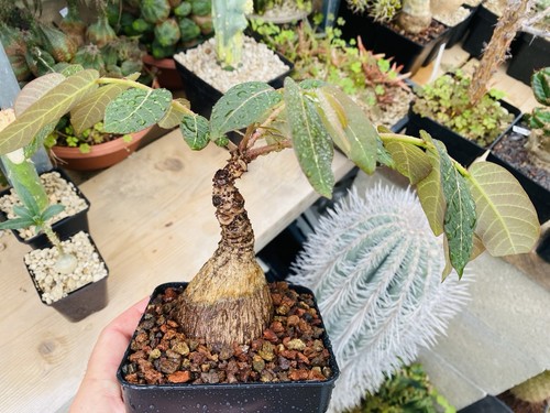 Phyllanthus mirabilis caudex - phyllanthus,