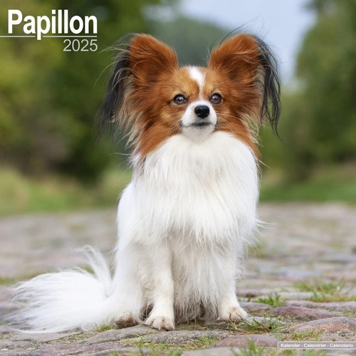 Calendrier 2025 papillon - ,