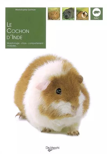 Cochon inde marie - le,