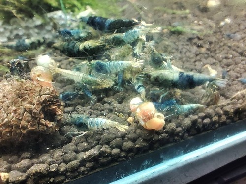 Crevettes caridina crazy - crazy, blue