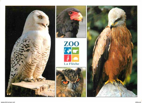 Carte postale animaux - animaux,