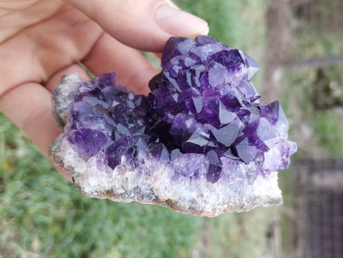 Hérisson amethyste - hérisson, d'amethyste
