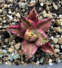 RARE ! AGAVE TITANOTA "RED