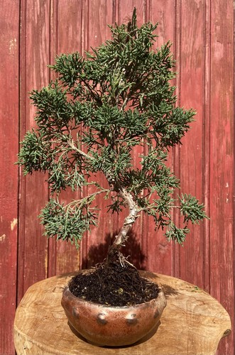Bonsaï juniperus chinensis - bonsaÏ,