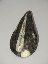 - FOSSILE D'ORTHOCERAS PIERRE