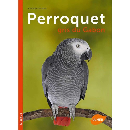 Perroquet gris gabon - gris, du