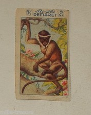 Image CHROMO RI-RI DEMARET 