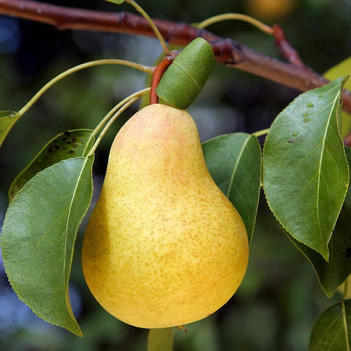 Poirier williams pyrus - poirier,
