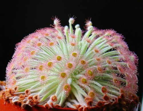 Drosera derbyensis 10 - -,